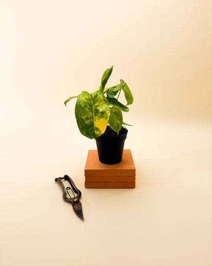 10" Philodendron Burle Marx Variegated plant photo