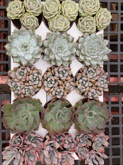 4" Echeveria