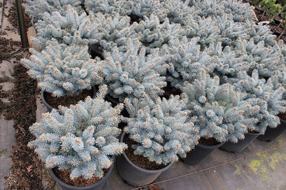 Spruce &