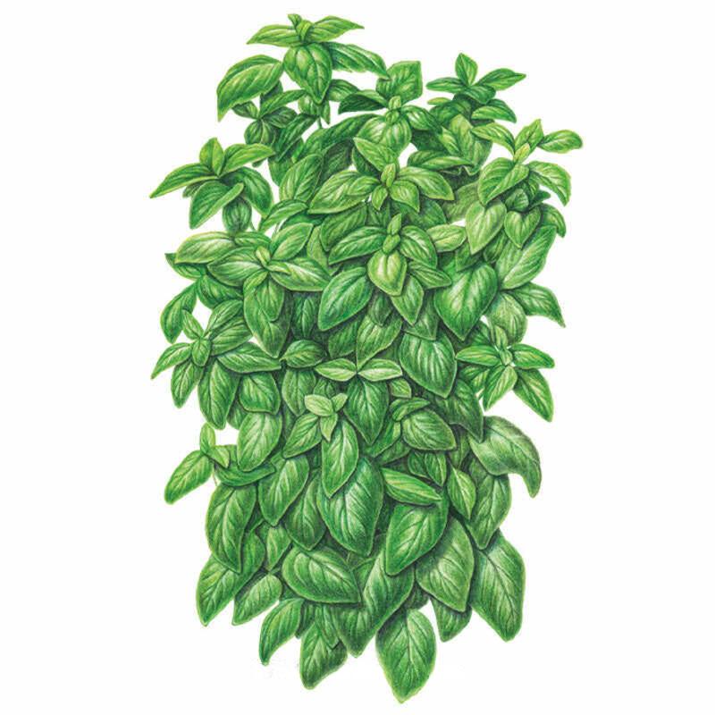 Basil Emerald Towers Seed Packet seed packet photo
