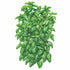 Basil Emerald Towers Seed Packet seed packet photo