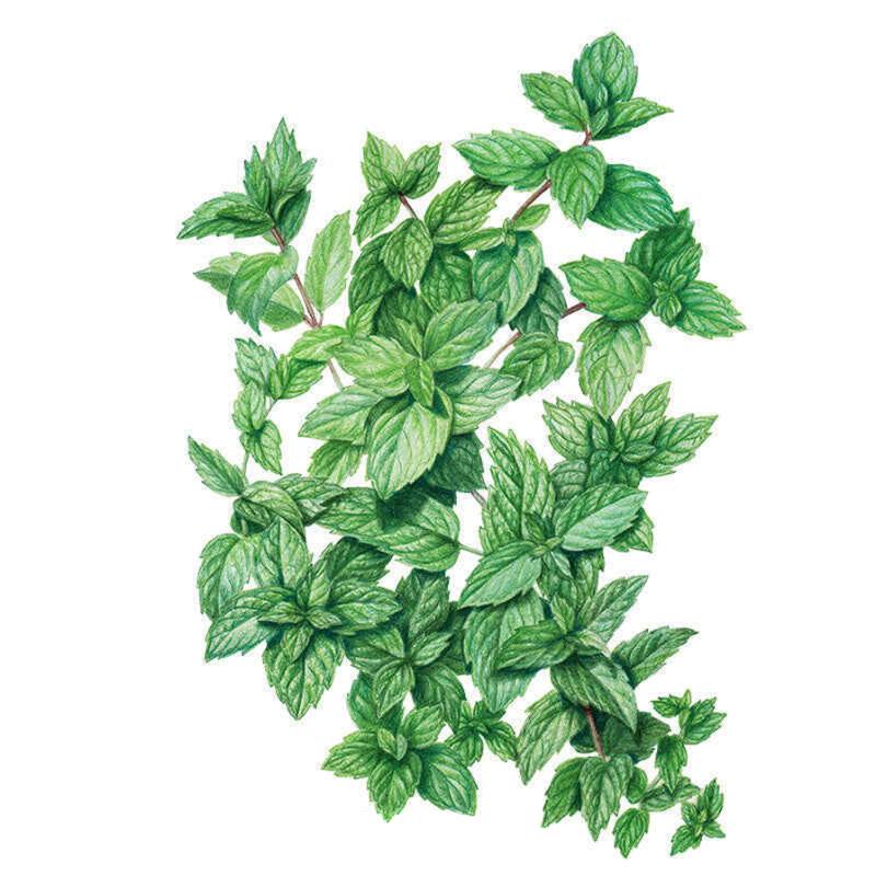 Mint Common Seed Packet seed packet photo