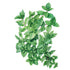 Mint Common Seed Packet seed packet photo