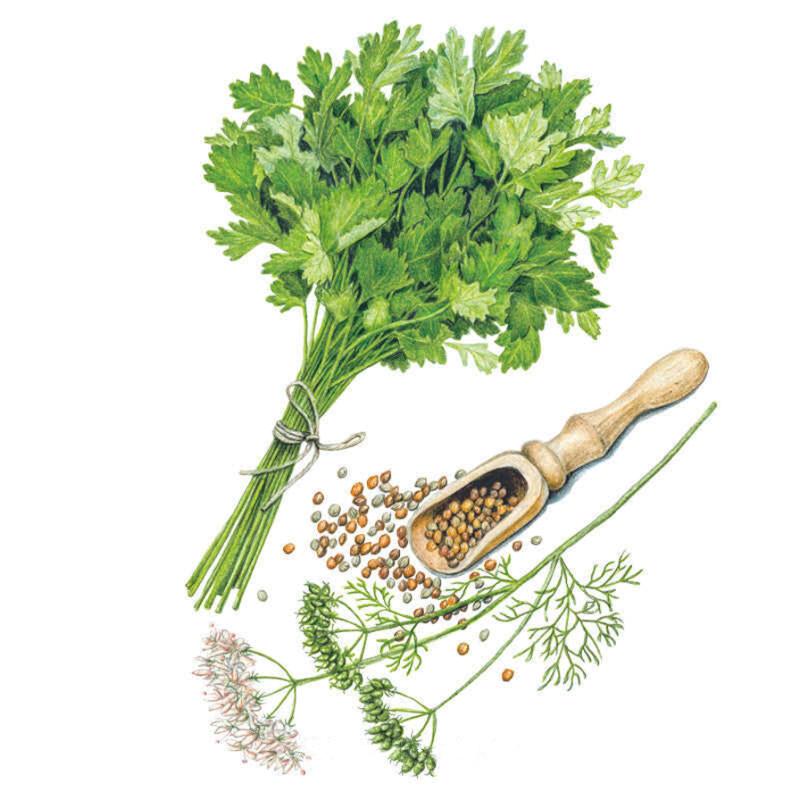 Cilantro Moroccan Seed Packet seed packet photo
