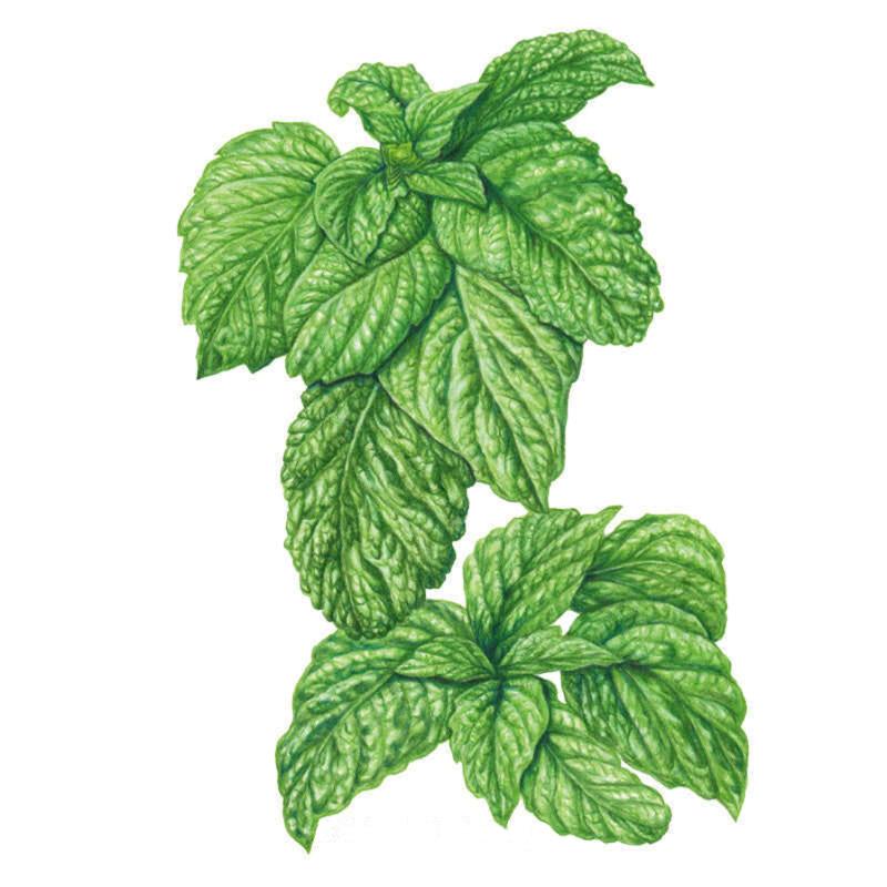 Basil Lettuce Leaf Seed Packet seed packet photo