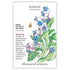 Borage Seed Packet seed packet photo
