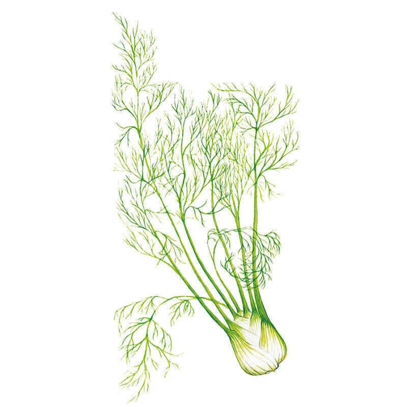 Fennel Finocchio Seed Packet seed packet photo