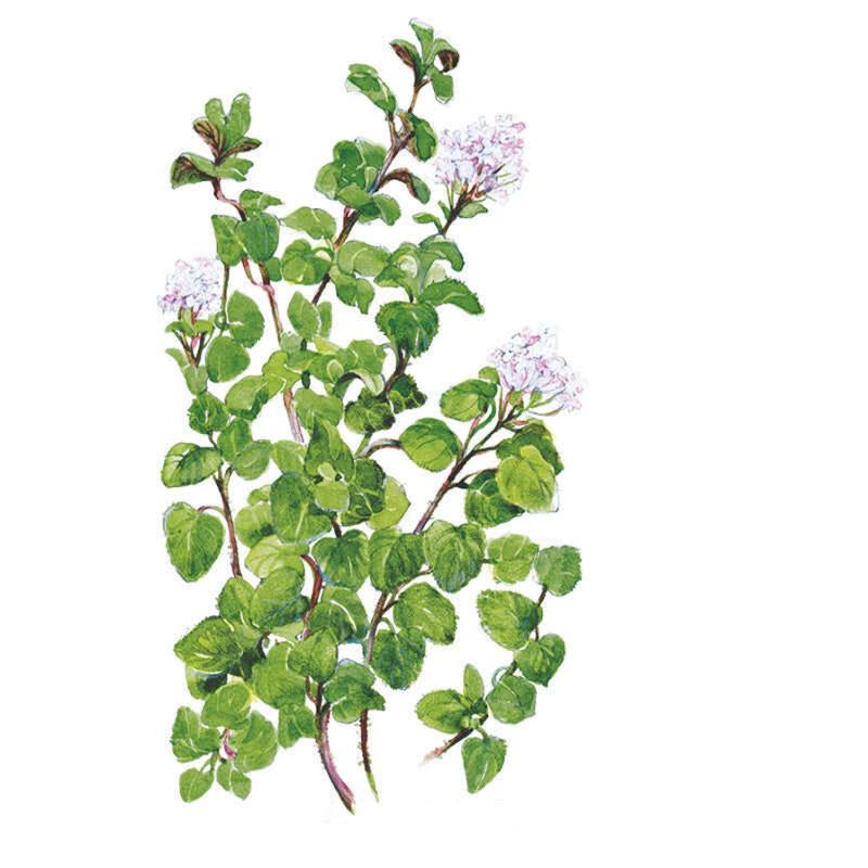 Oregano True Greek Seed Packet seed packet photo