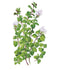 Oregano True Greek Seed Packet seed packet photo