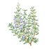 Rosemary Seed Packet seed packet photo