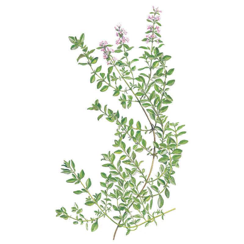 Thyme English Seed Packet seed packet photo
