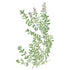 Thyme English Seed Packet seed packet photo