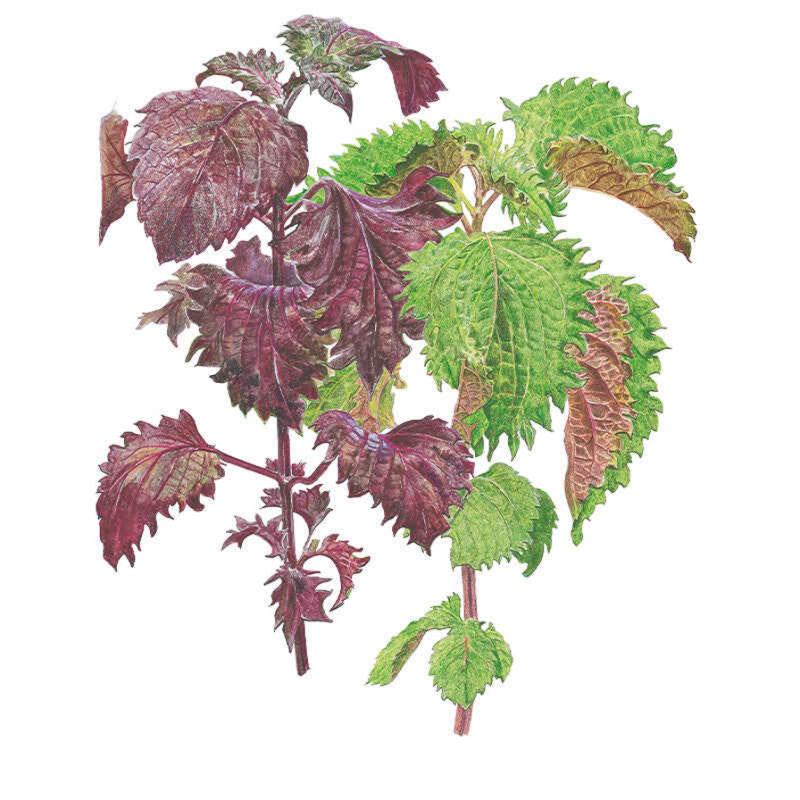 Shiso Green &amp; Red Seed Packet seed packet photo