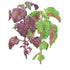 Shiso Green & Red Seed Packet seed packet photo