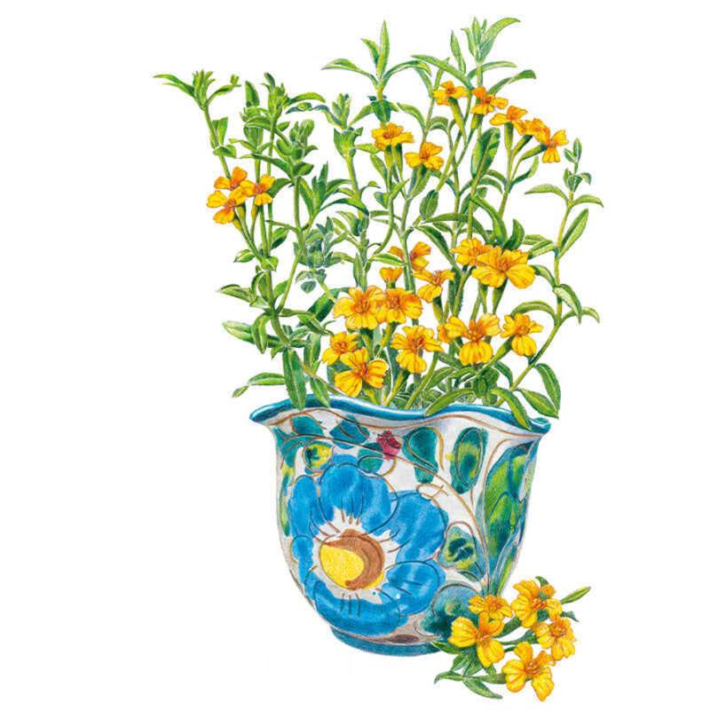 Tarragon Mexican Seed Packet seed packet photo