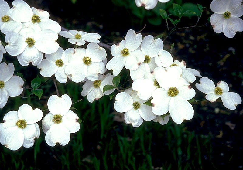 Dogwood &