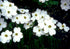 Dogwood &