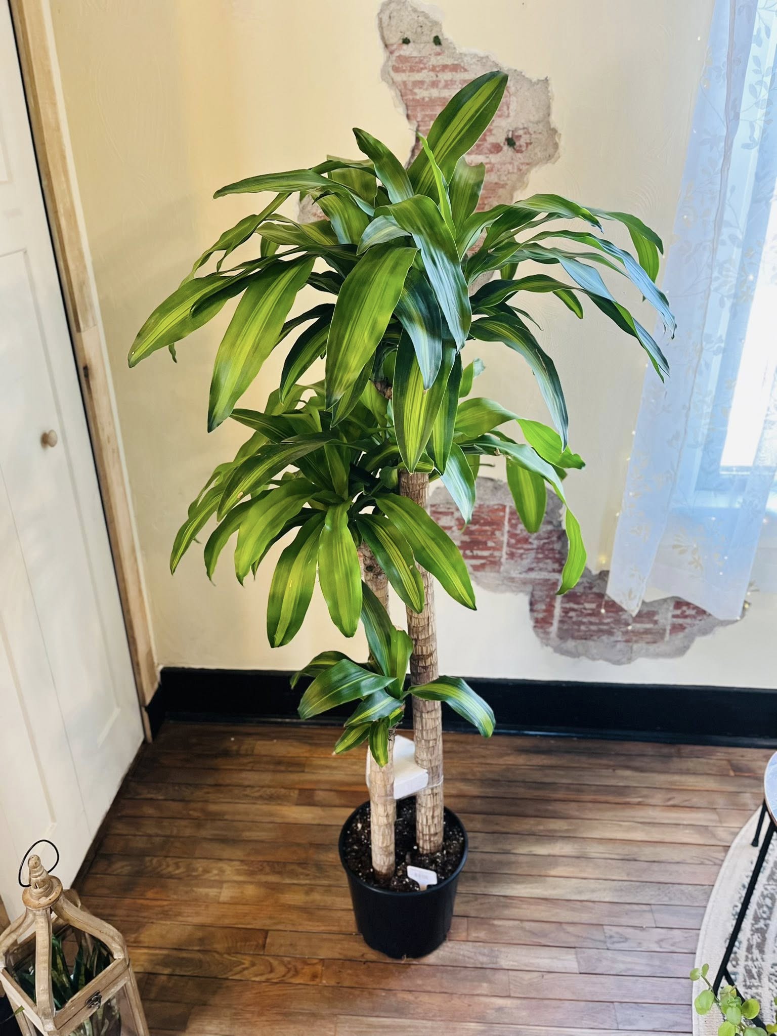10" Dracaena Massangeana plant photo