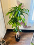 10" Dracaena Massangeana plant photo