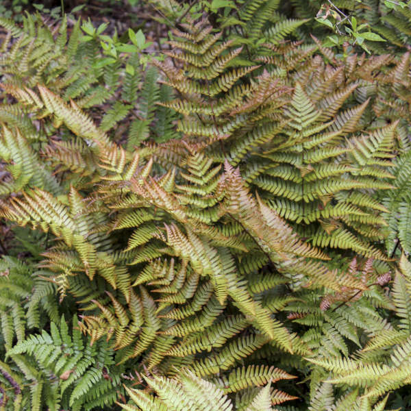 Fern Dryopteris Brilliance 8" plant photo