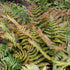 Fern Dryopteris Brilliance 8" plant photo