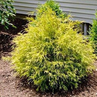 False Cypress &