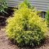 False Cypress &