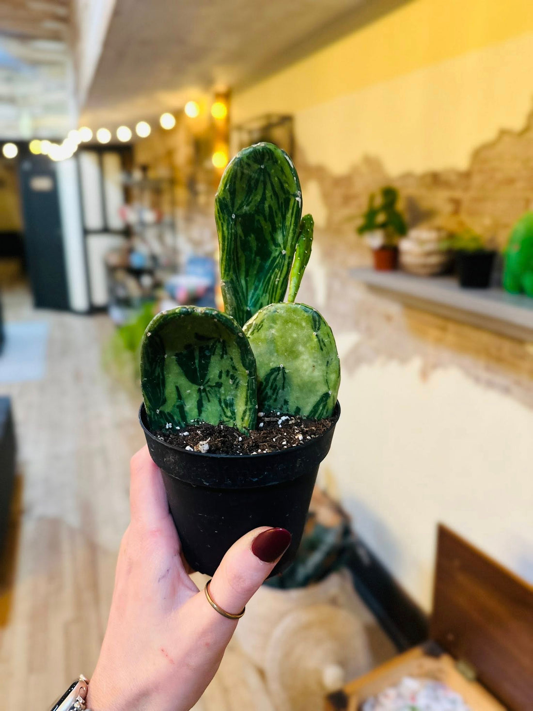 4" Cactus Opuntia Varg. plant photo