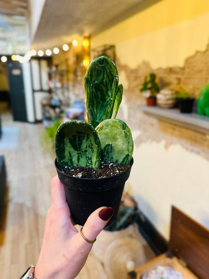 4" Cactus Opuntia Varg. plant photo