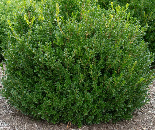 Boxwood &