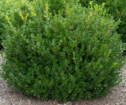 Boxwood &