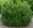 Boxwood &