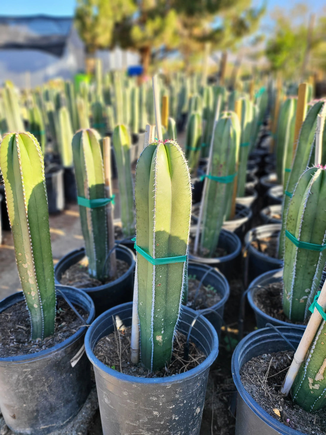 5gal Cactus Pachycereus Mexican Fence Post plant photo