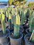 5gal Cactus Pachycereus Mexican Fence Post plant photo