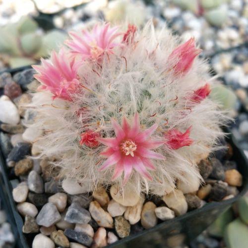 4" Cactus Feather plant photo