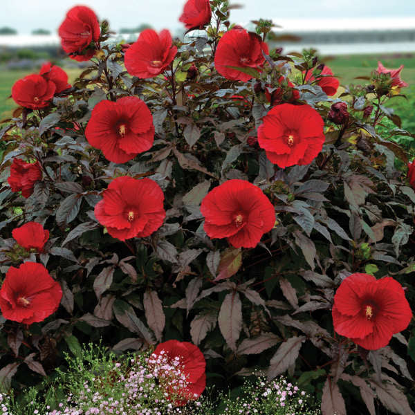 Midnight Marvel Hibiscus 