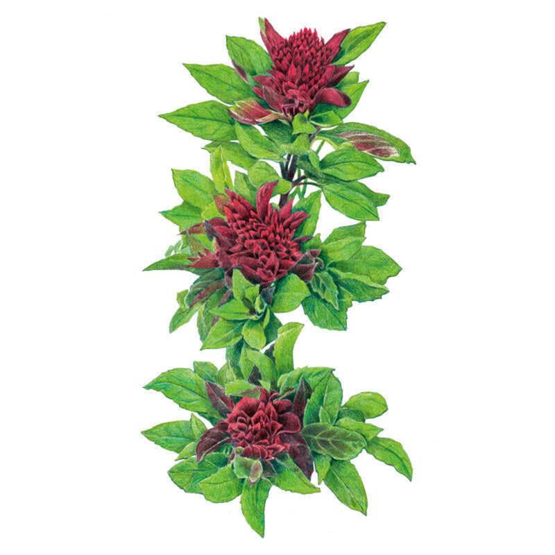 Basil Cardinal Seed Packet seed packet photo