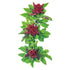 Basil Cardinal Seed Packet seed packet photo