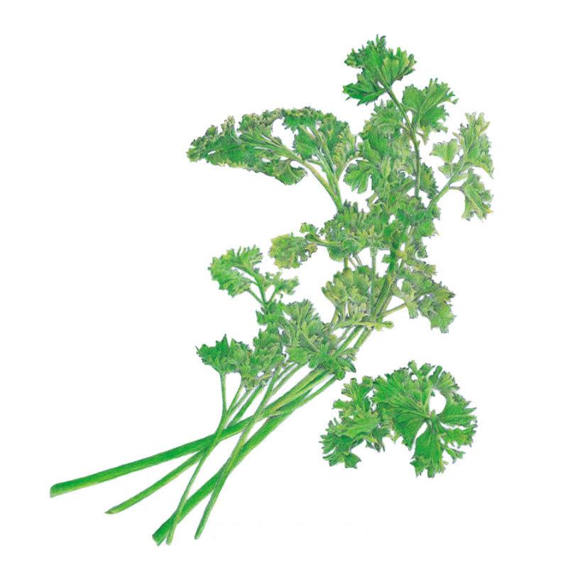 Parsley Moss Curled Seed Packet seed packet photo