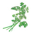 Parsley Moss Curled Seed Packet seed packet photo