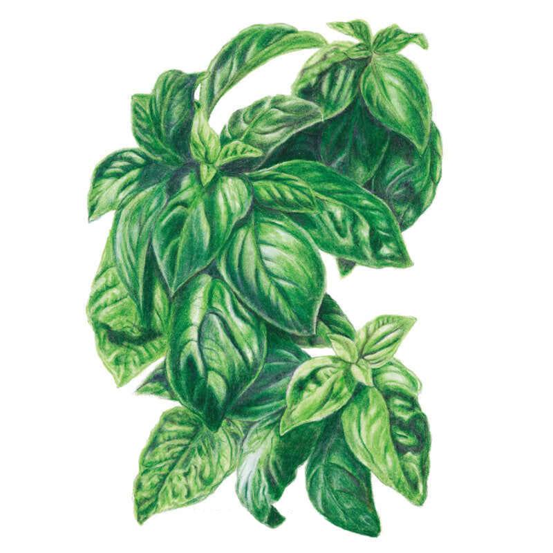 Genovese Basil Seed Packet seed packet photo