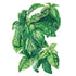 Genovese Basil Seed Packet seed packet photo