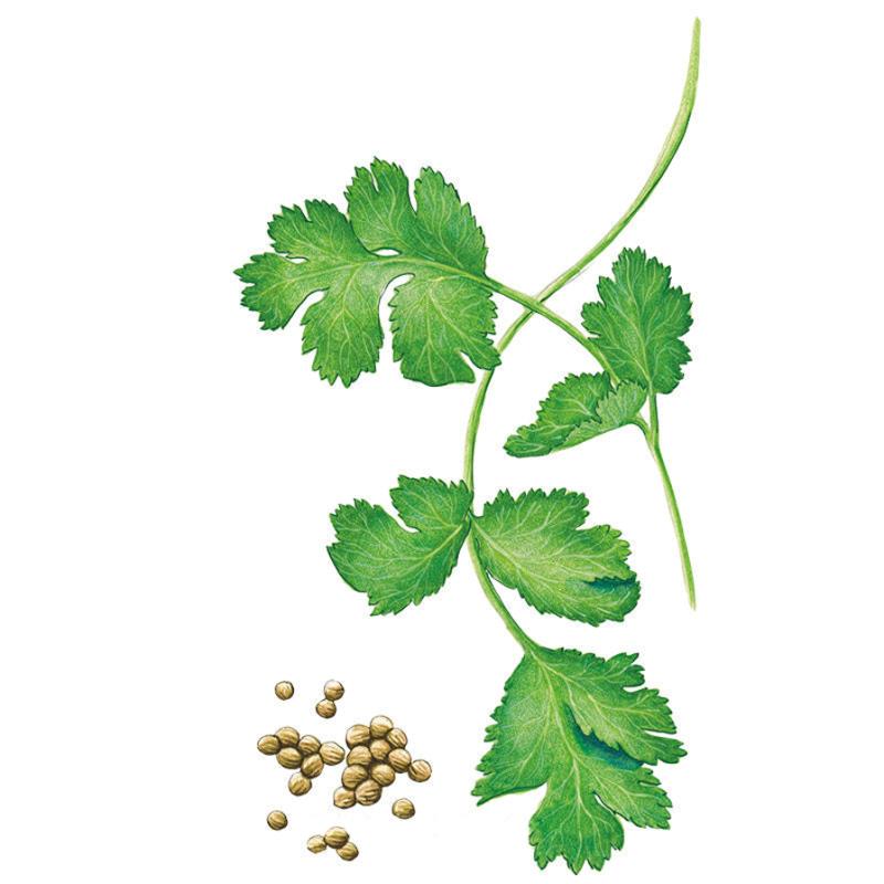 Cilantro Long Standing Santo Seed Packet seed packet photo