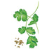 Cilantro Long Standing Santo Seed Packet seed packet photo