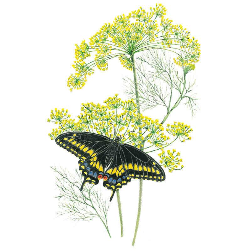 Dill Bouquet Seed Packet seed packet photo
