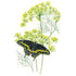 Dill Bouquet Seed Packet seed packet photo