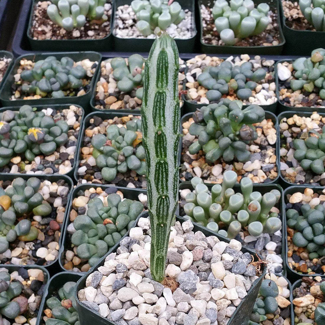 6" Senecio plant photo