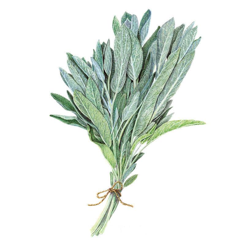 Sage Broadleaf Seed Packet seed packet photo