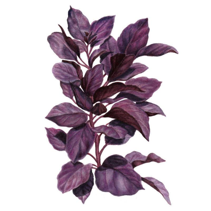 Basil Purple Petra Seed Packet seed packet photo