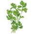 Parsley Flat Leaf Seed Packet seed packet photo